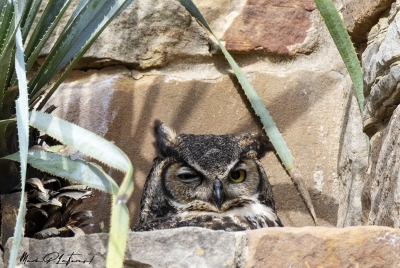Athena Great Horned Owl 2025